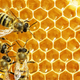 Illustration for article titled Womans Apartment Is Secretly Overrun by Bees